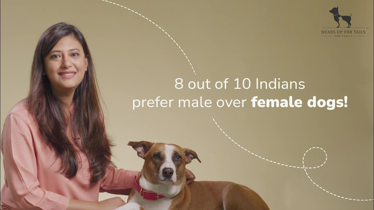 Why Do Male Dogs Go Crazy When Female Dog Is In Heat