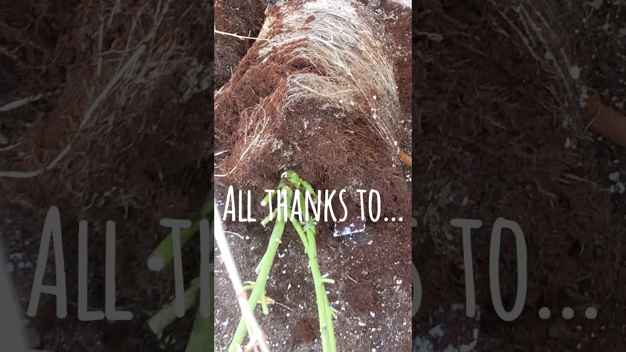 root zone for Terp sneeze! using autopots and Cropsalt