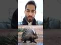 Porcupine Facts That Will Shock You 😱 | Spiny Rodent Secrets #Shorts #porcupines #porcupineattack