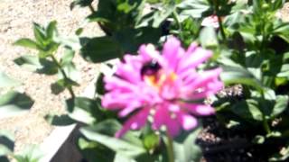 Teddy bear bees really do exist