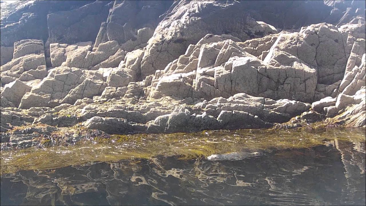 Seal watching in West Cork - video by Baltimore Sea Safari
