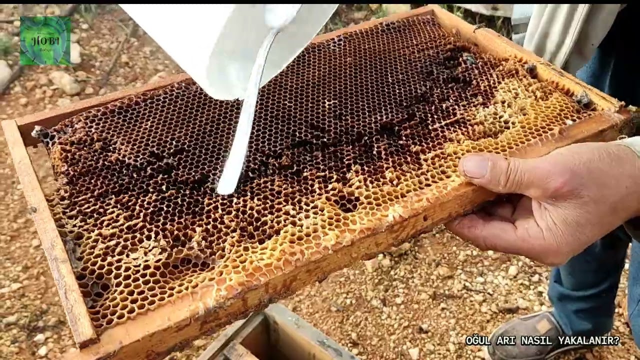 Oğul Arı Yakalama ve Kovana Alma