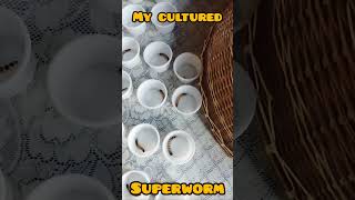 superworm breeding project part 1