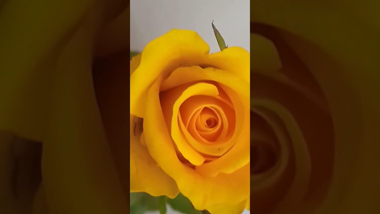 Yellow rose; Rooftop garden; Nature; Photography