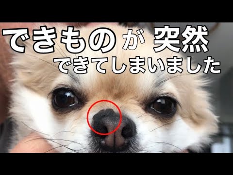 チワワの鼻の上に黒いできものと口顎にできものが突然できました Youtube