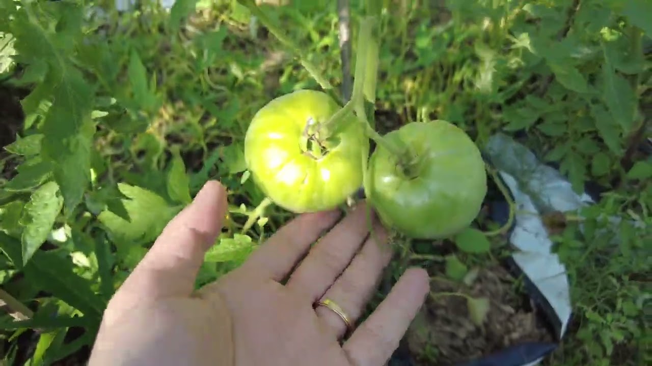 I Will Transform This Farm Into a Dream Garden