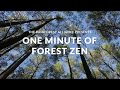 One Minute of Forest Zen – Pittsboro