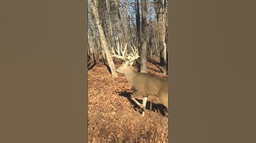 Unbelievably Close to a HUGE Whitetail Buck!