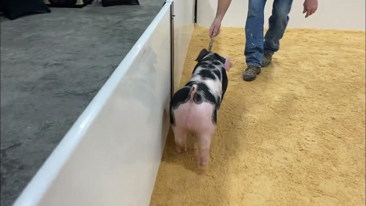 298 spot boar YouTube