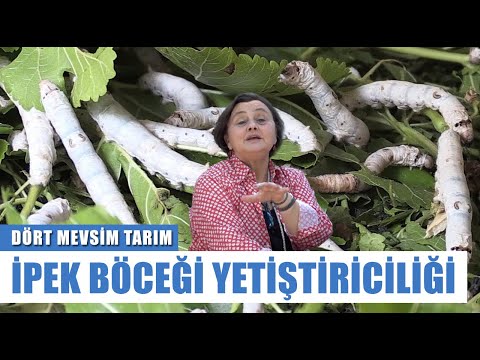 İzmir'de İpek böceği Yetiştiriciliği! Ek Gelir Kapısı Oldu! | Dört Mevsim Tarım