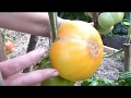 Восхитительные сорта томатов на 23 июля