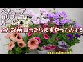 丈夫なボリュームのある株づくり、いっぱい咲かせるために、苗買ったらやってみて！🌺切った枝で挿し芽も🌱Grow strong, voluminous Petunia and bloom a lot!!