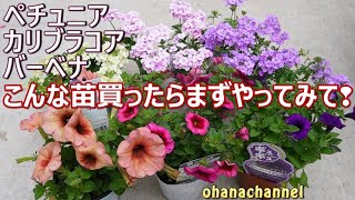 丈夫なボリュームのある株づくり、いっぱい咲かせるために、苗買ったらやってみて！🌺切った枝で挿し芽も🌱Grow strong, voluminous Petunia and bloom a lot!!