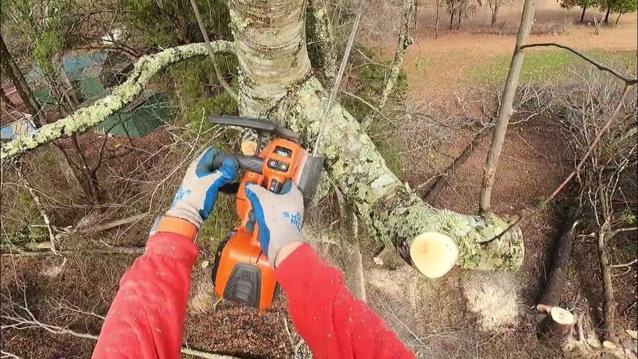 Husqvarna 592xp & Stihl 500i working some problem trees down YouTube