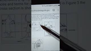 Nose. Nasal root, nasion, bridge, ridge, tip, ala, columella
