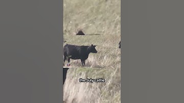 USDA bringing back July cattle inventory reports.