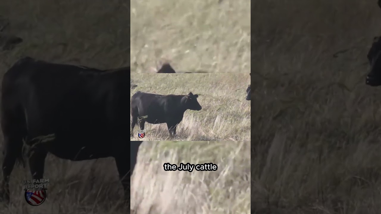 USDA bringing back July cattle inventory reports.