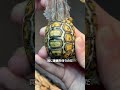 亀の甲羅を剥がしてはいけない理由