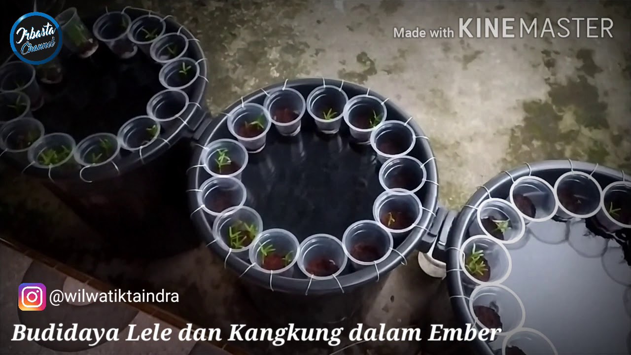 Budidaya Ikan lele dan kangkung di Bak / Ember 