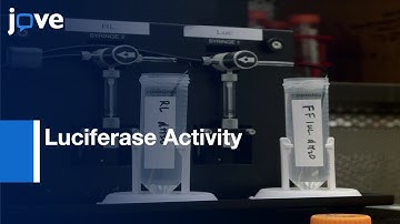 Mammalian Olfactory Receptors Activity Analysis by Luciferase Activity | Protocol Preview