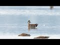 Baikal Teal 花臉鴨