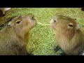 Adorable Capybara Cafe in Japan 😍 Capybara Land PUIPUI Yokohama