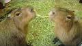 Video for CAPYBARA LAND (Capybara Cafe