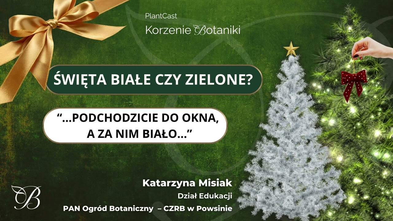 Święta białe czy zielone? Choinka sztuczna czy żywa? Czy podlewać rośliny zimą?