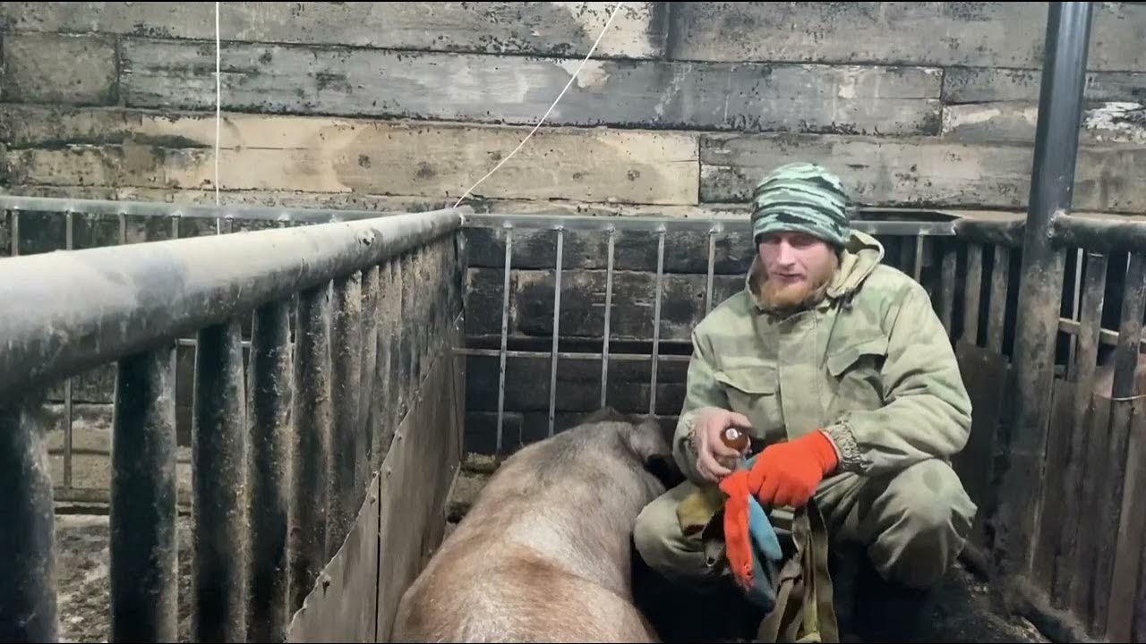 Ставлю вакцину супоросной свиноматке. Обзор кормоцеха - YouTube