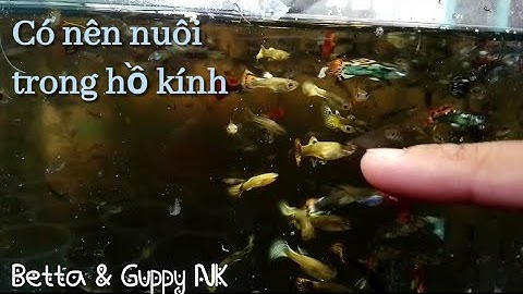 Nuôi cá 7 màu trong hồ kính có tốt không? Lưu ý khi nuôi