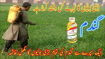 When to spray weedicide in Wheat crop | How to control weeds in Wheat | Wheat weeds and weedicide