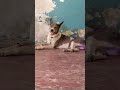 talking dog #funny video #viral video