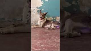 talking dog #funny video #viral video