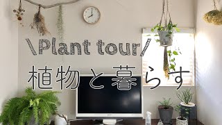 植物と暮らす部屋／我が家の観葉植物たち／plant tour