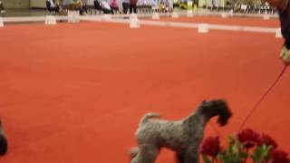 AKC2016ORL by Nagpur Canine Club 8 views 7 years ago 40 seconds
