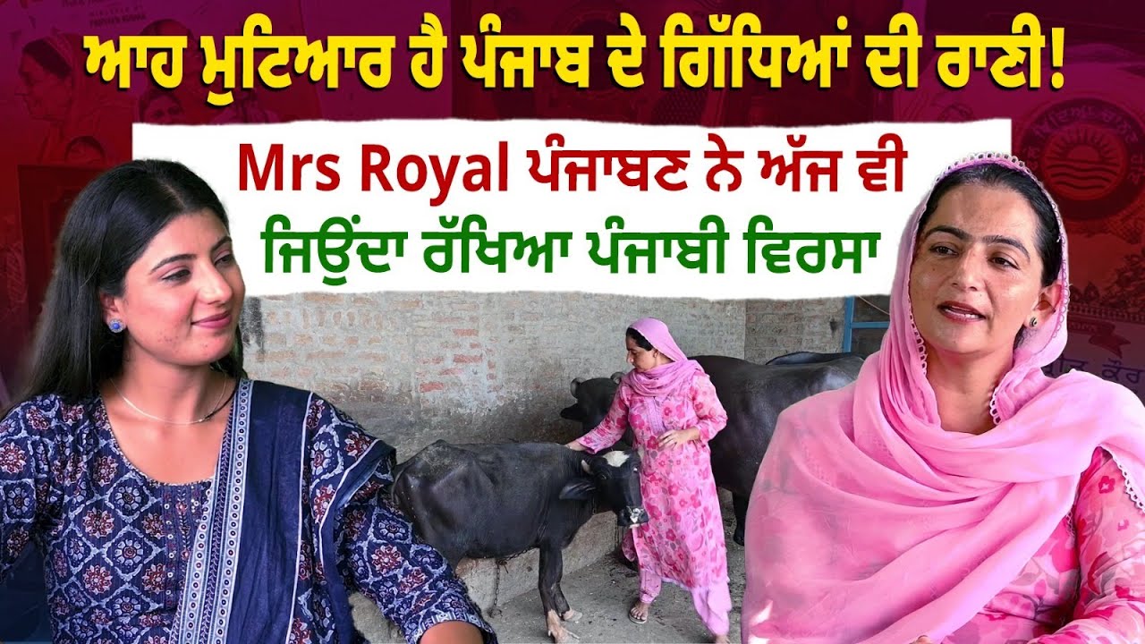 ਆਹ ਮੁਟਿਆਰ ਹੈ ਪੰਜਾਬ ਦੇ ਗਿੱਧਿਆਂ ਦੀ ਰਾਣੀ,Mrs Royal ਪੰਜਾਬਣ ਨੇ ਅੱਜ ਵੀ ਜਿਉਂਦਾ ਰੱਖਿਆ ਪੰਜਾਬੀ ਵਿਰਸਾ