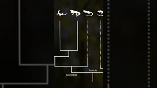 The development of the amniotic egg #documentation #earth #universe screenshot 4