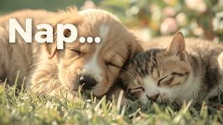 [Emotional💓&amp;Healing🌿Cat Story]😸Nap…🐾|🎵Calming Music with Soft Piano(Lullaby)