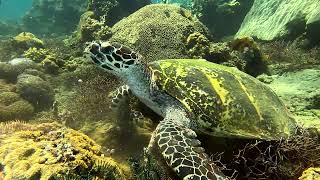 Green Sea Turtle  |   Keldan Video Light  |  GoProHero 11