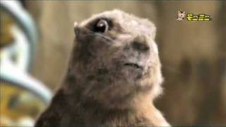 Dramatic Chipmunk Breaks Out Profile