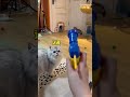Cat Ball Launcher Toy with 100 Colorful Soft Pom-poms $3.99