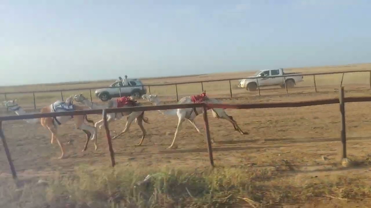 تكريم الملك الصديق حمد ابو حمد 