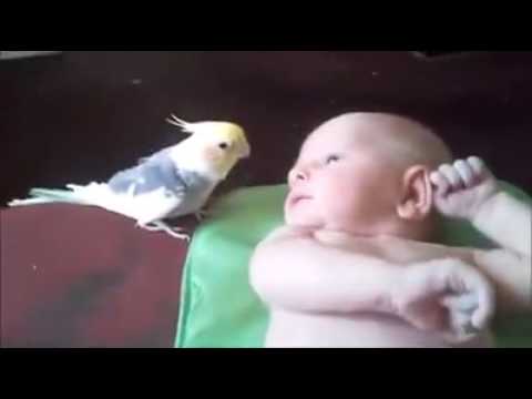 \"იავნანამ რა ჰქმნა\" - თვითდასაქმებული მომღერალი ძიძა  {kidsmed.ge}