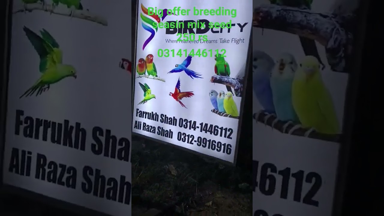 love birds mix seed for breeding season