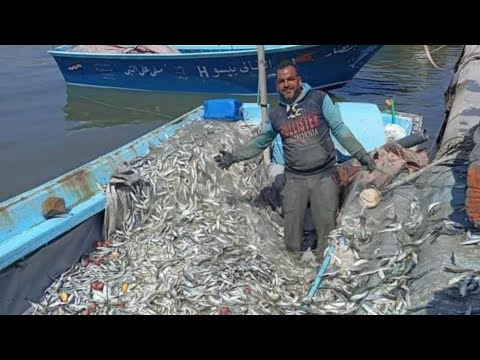 لأول مرة حلقة المكس للاسماك بتراب الفلوس بداية موسم السردين بكميات اسكندرية اليوم