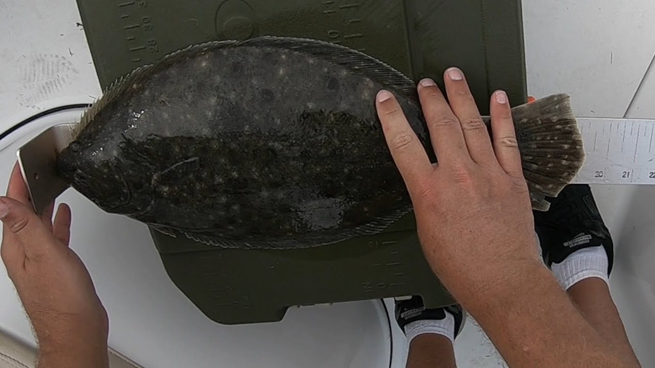 July 15th 2022 Wachapreague, Virginia Flounder Fishing YouTube
