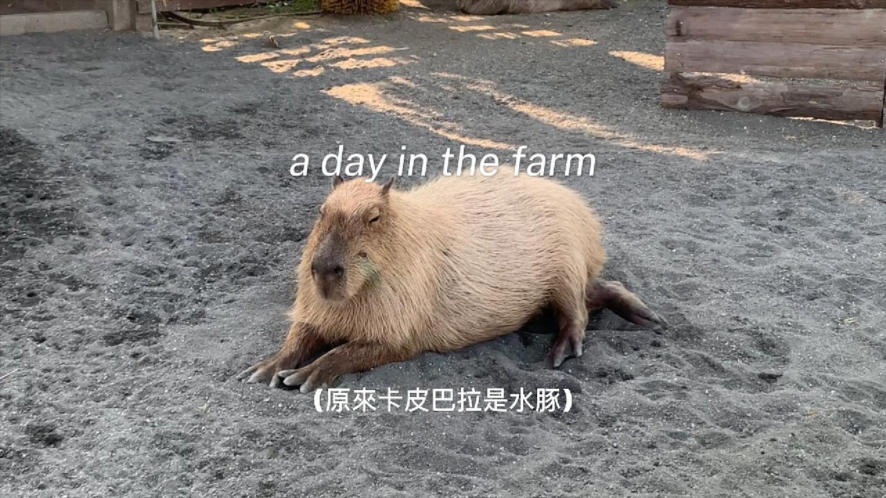 民雄 VLOG｜吃完鵝肉去找豬？！三隻小豬農場療癒半日遊🐷💛