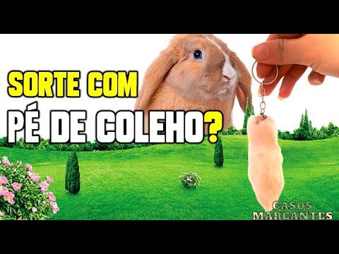 Vídeo: Como fazer sua própria camisola quente para o seu gato