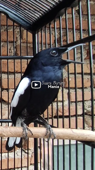 Masteran Burung Kacer Gacor Buat Pancingan #kacergacor #shortsvideo #relaxingbirdsound