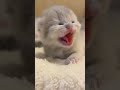 【尊い】天使すぎる寝顔👼
